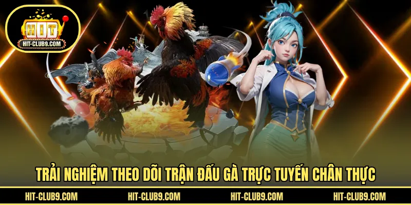 Trải nghiệm theo dõi trận đấu gà trực tuyến chân thực